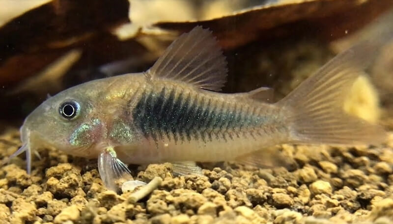 cách chăm sóc chuột cafe