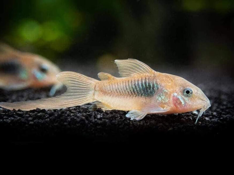 chuột café sinh sản