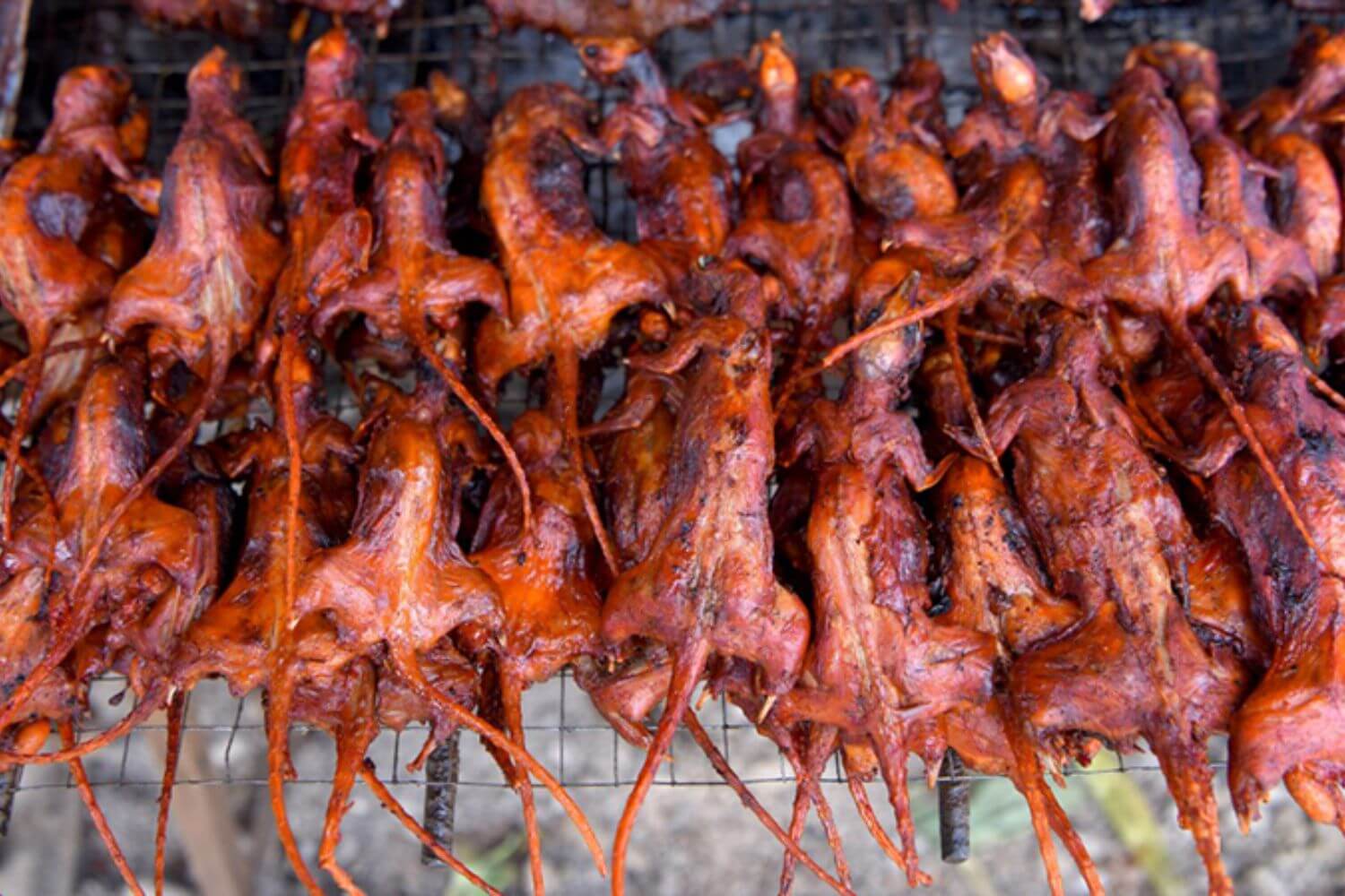 Chuột đồng Chuột đồng