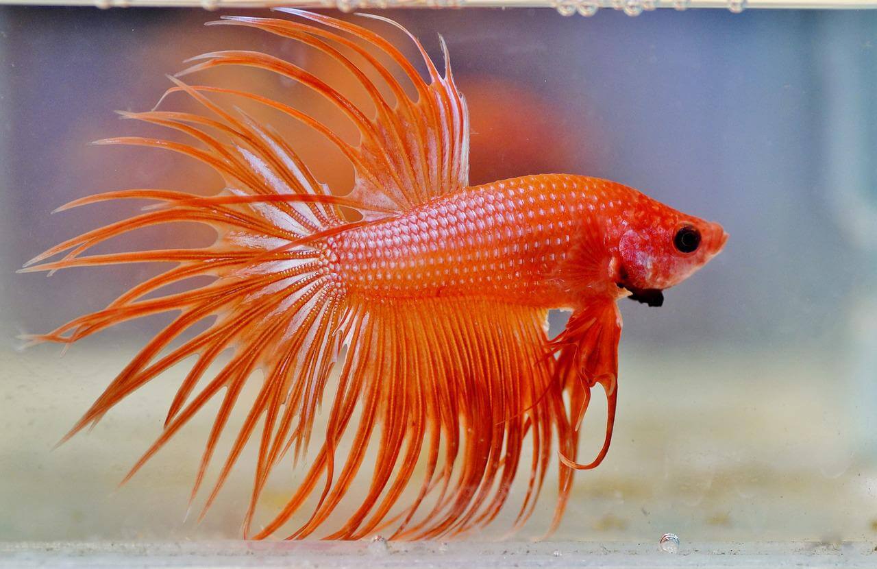 Betta Crowntail 