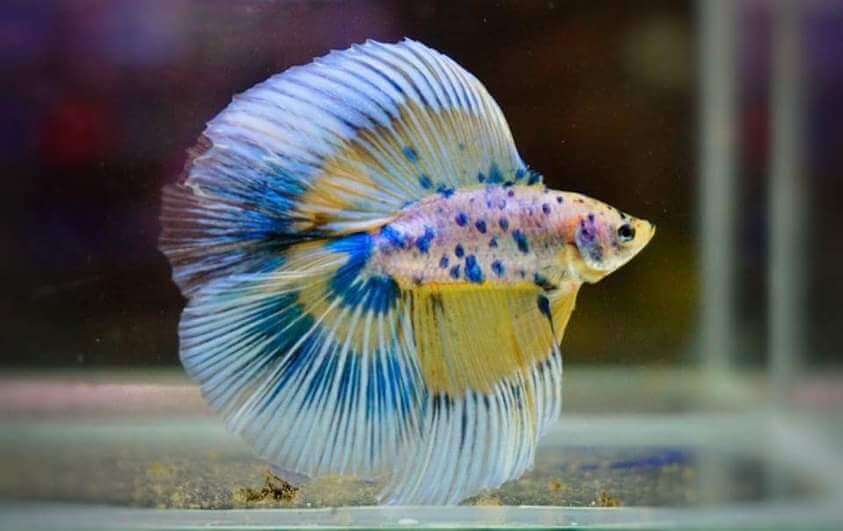 Betta Double Tail 