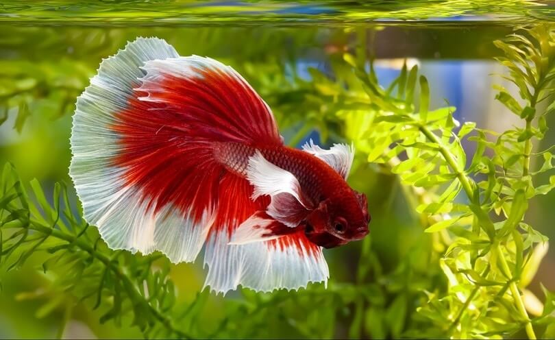 Betta Halfmoon 