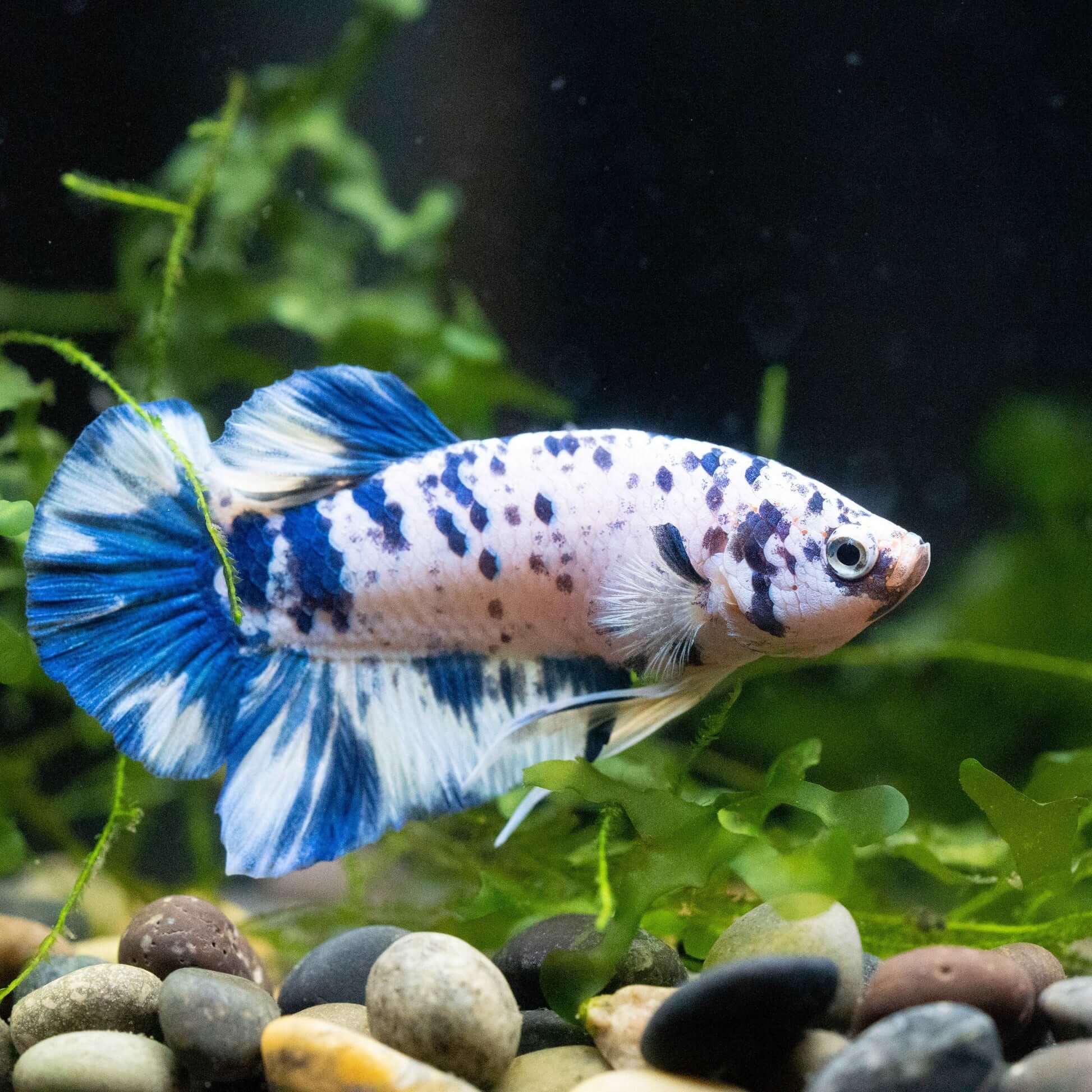 Betta Marble 