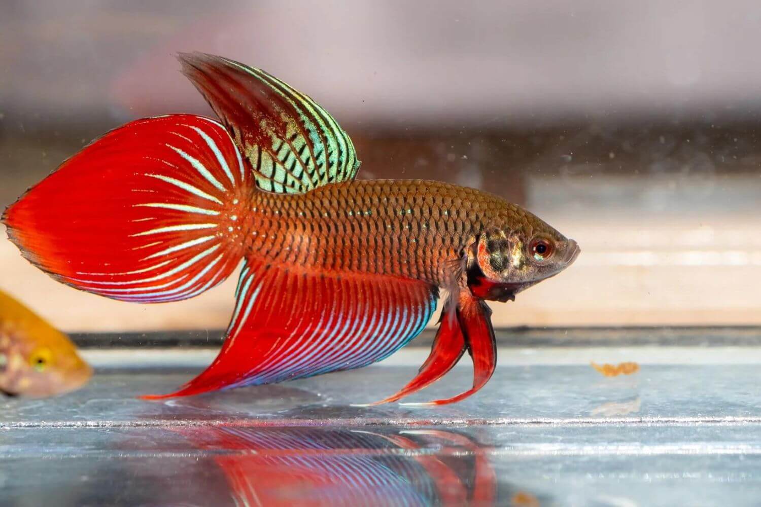 Betta Splendens Betta Splendens