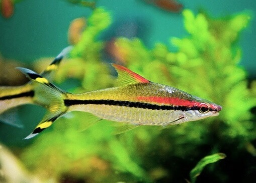 Read more about the article Khám phá vẻ đẹp rực rỡ và bí ẩn của loài cá Hồng Mi Ấn Độ