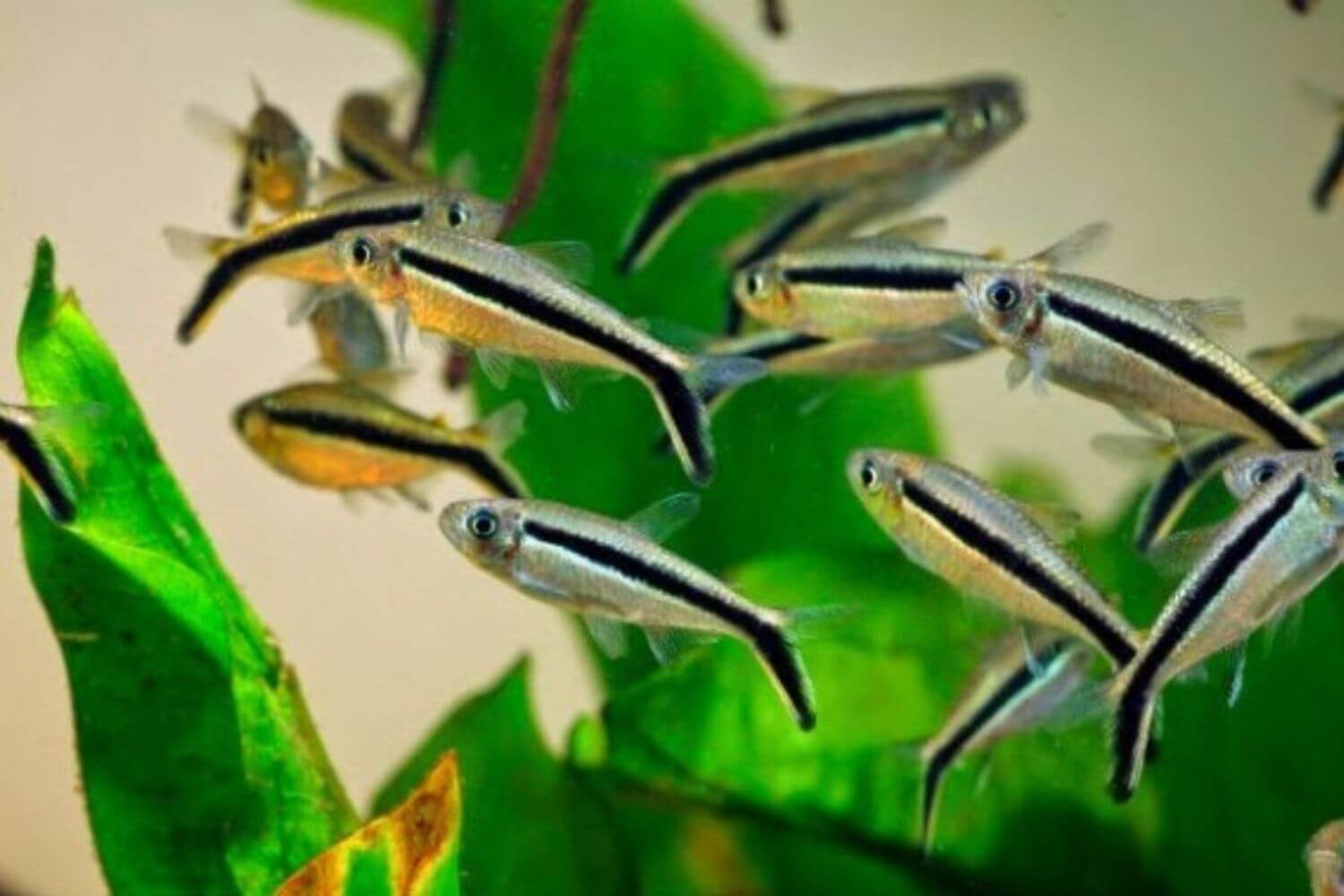 các loài nuôi chung cánh cụt