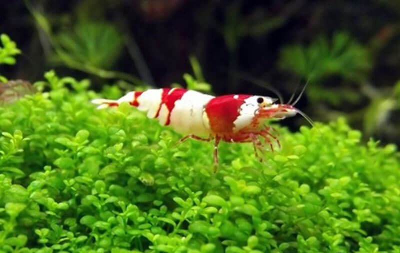 chăm sóc Tép Ong Đỏ