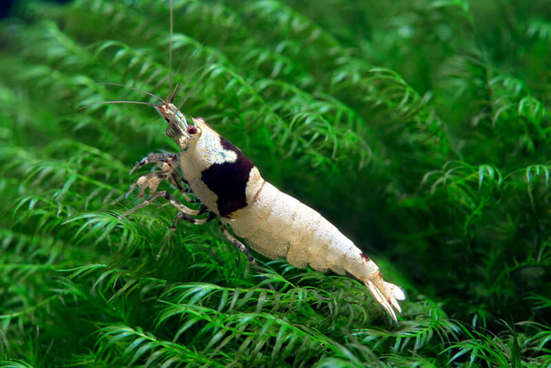 Chế độ ăn Tép Ong Đen