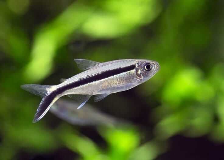 Đặc điểm cá Chim Cánh Cụt