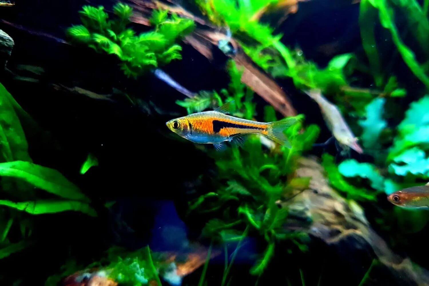 Đặc điểm Cá Tam Giác