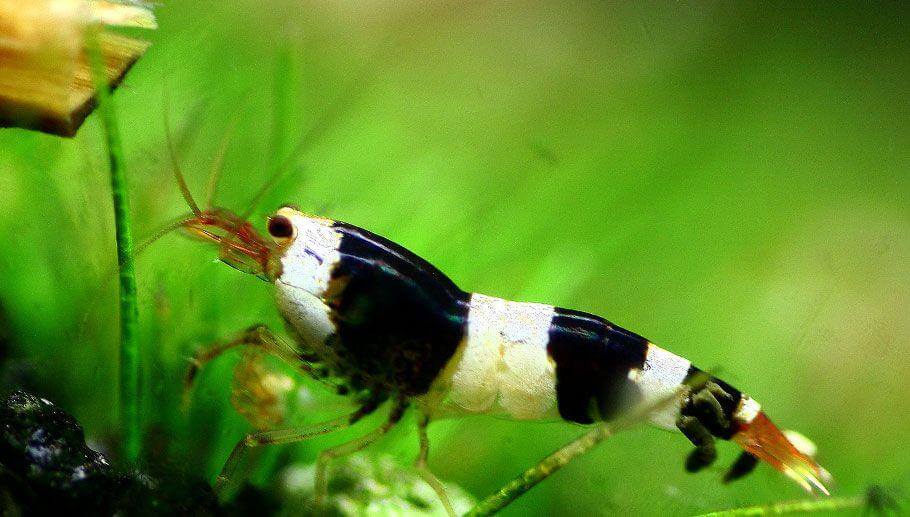 Đặc điểm Tép Ong Đen