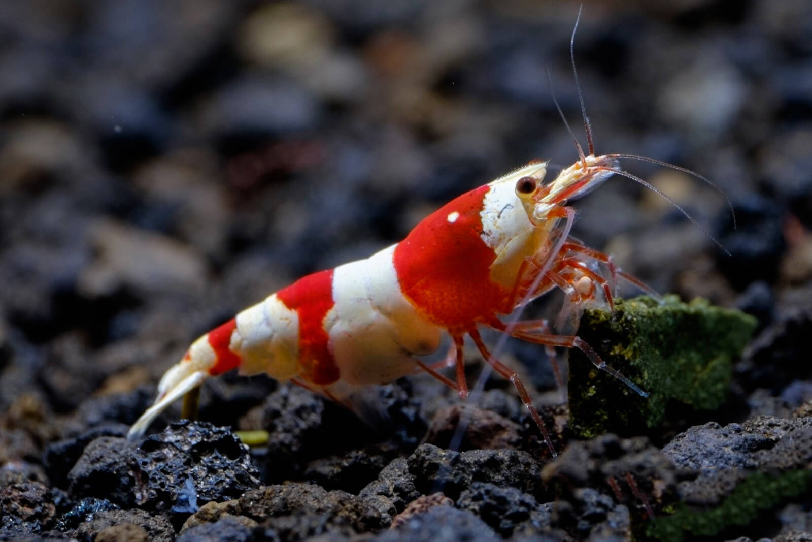 Đặc điểm Tép Ong Đỏ