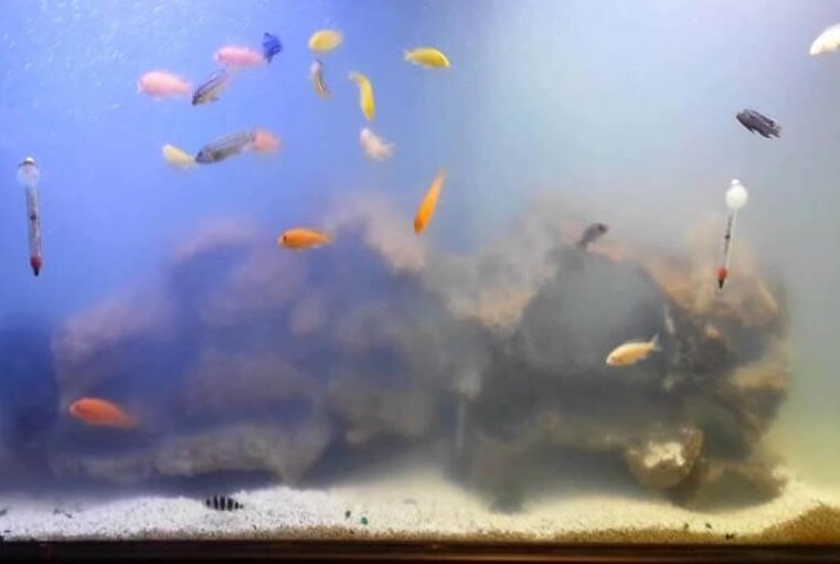 Nguyên Nhân làm Đục Nước Nguyên Nhân làm Đục Nước