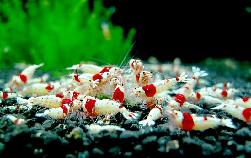 Phân loại Tép Ong Đỏ