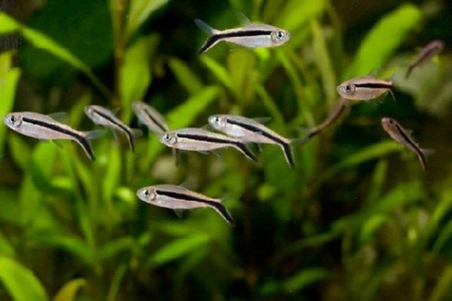 Sinh Sản Cá Cánh Cụt