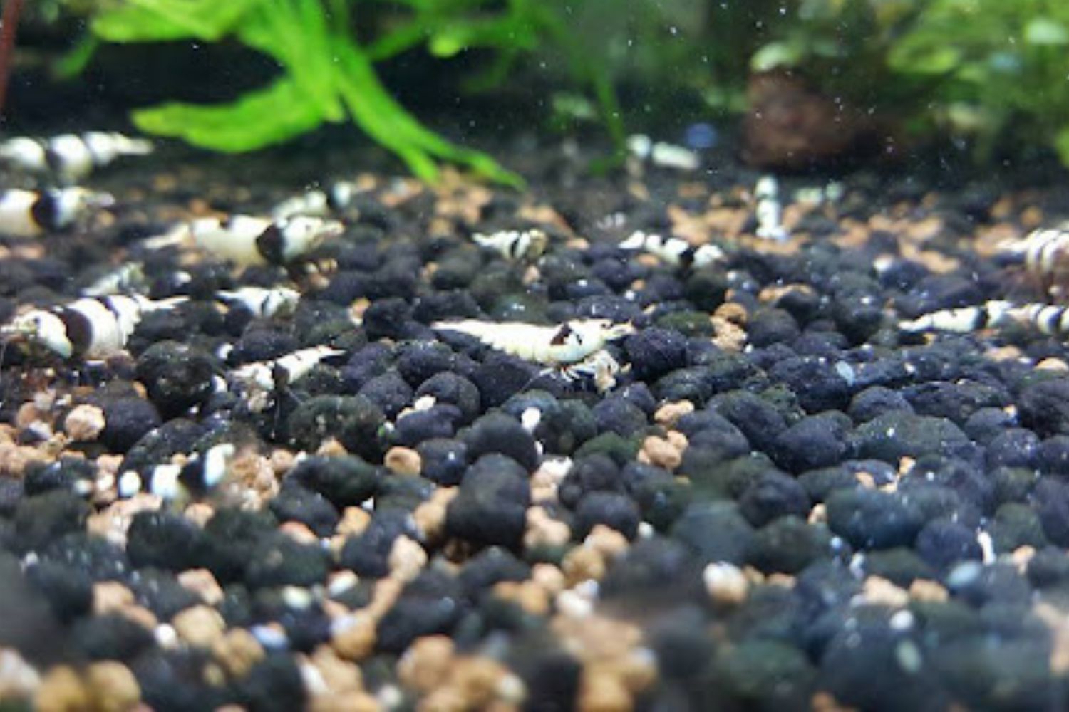 Sinh sản của tép ong đen