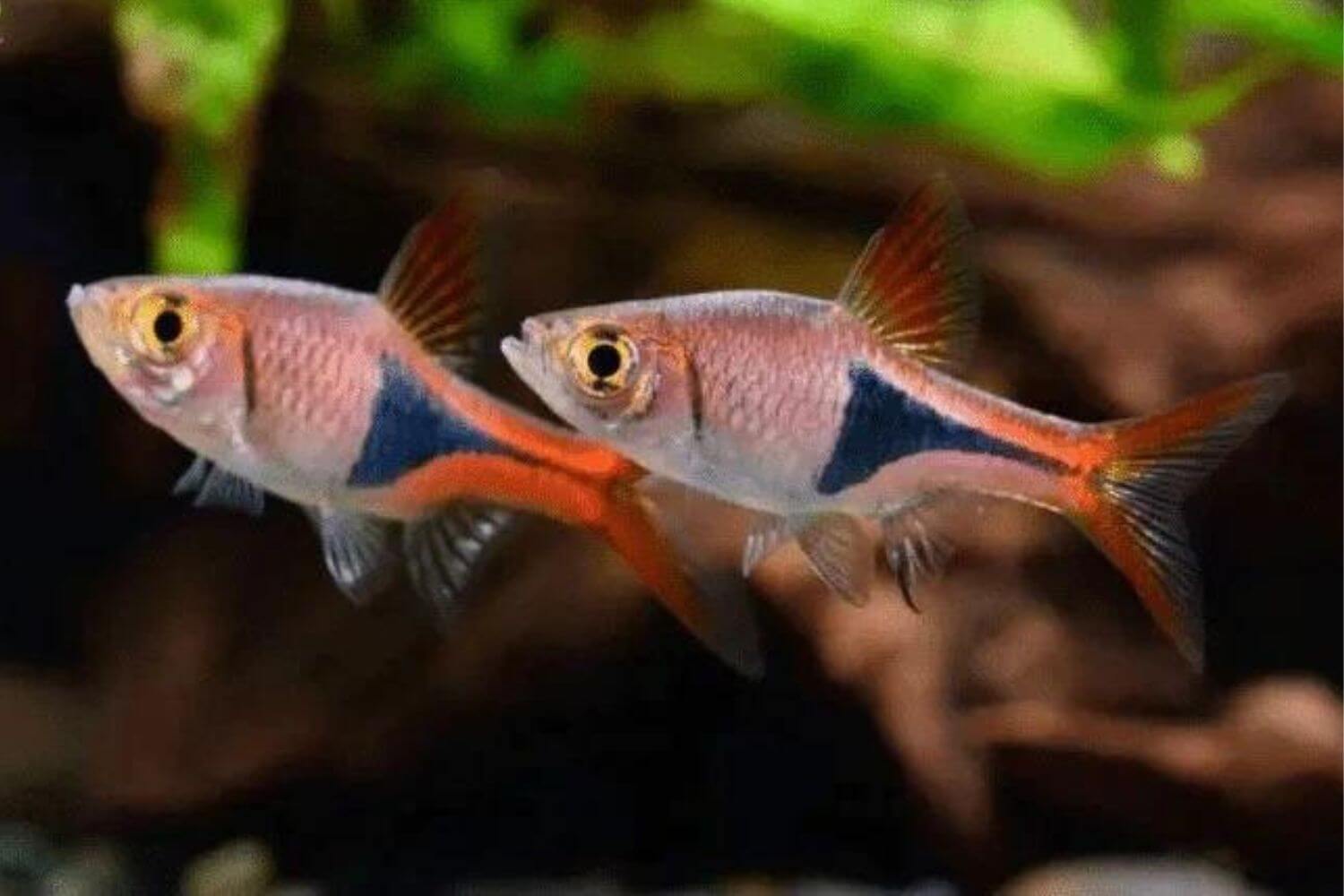 Sinh sản nuôi dưỡng cá