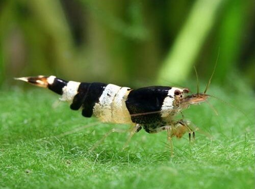 Read more about the article Sự Quyến Rũ Của Tép Ong Đen Trong Thế Giới Thủy Sinh