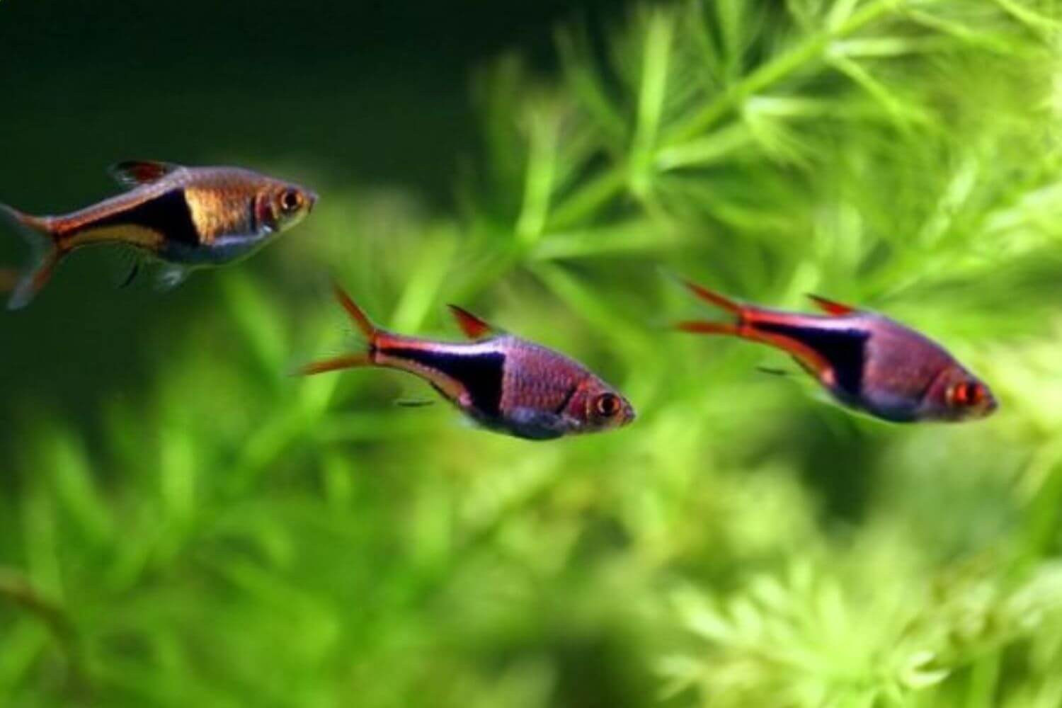 Thức ăn Cá Tam Giác