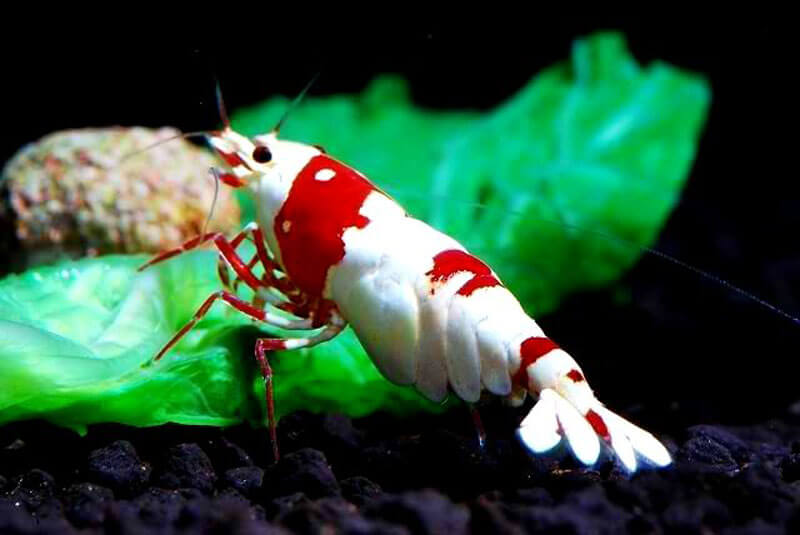 Thức ăn Tép Ong Đỏ