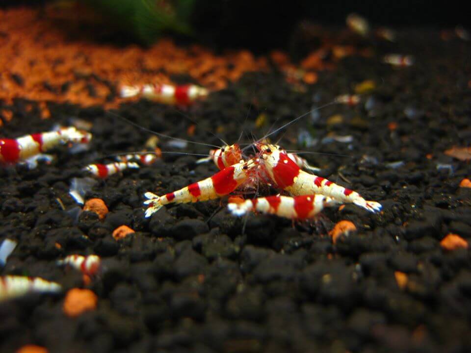 Vấn đề sức khỏe Tép