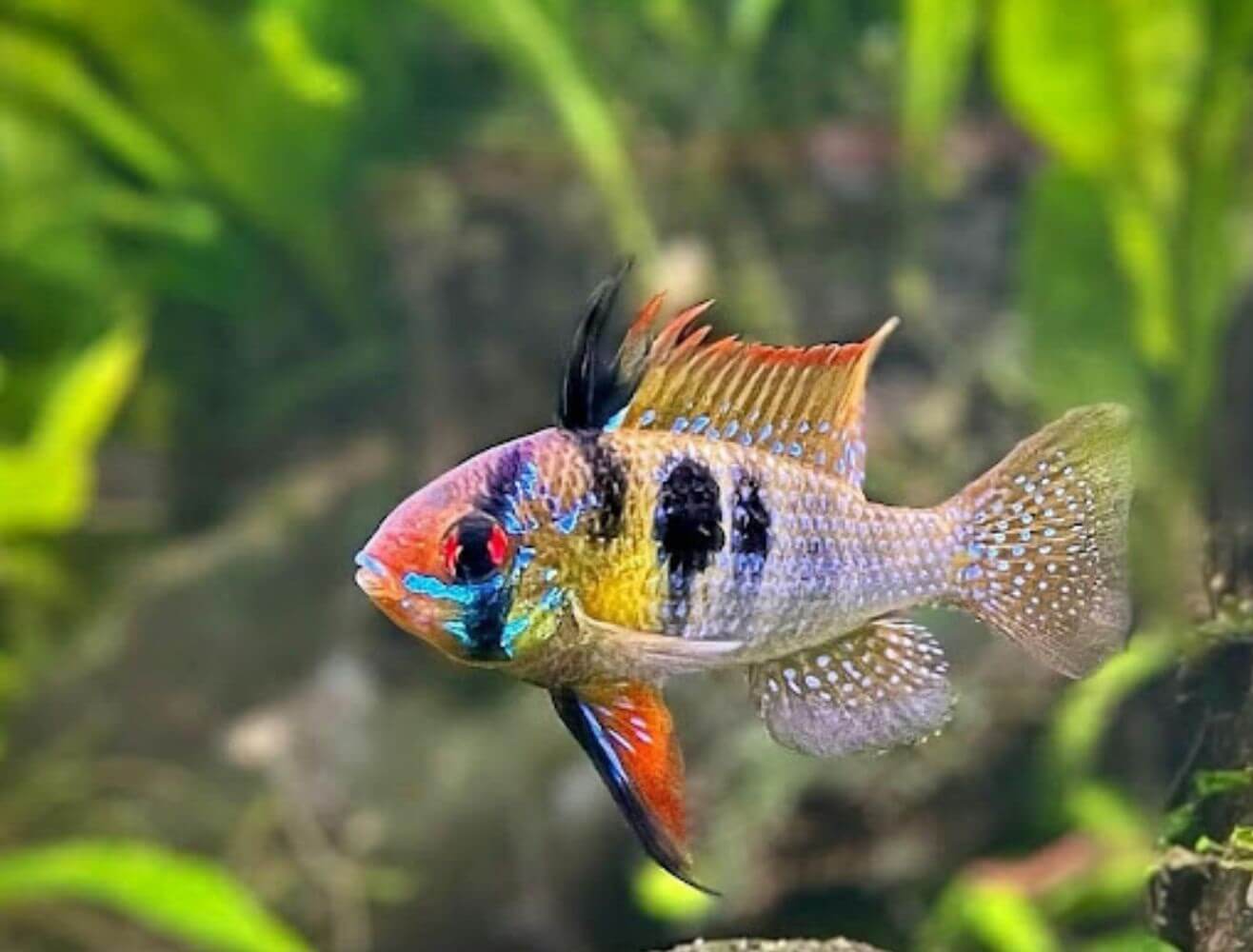 bệnh thường gặp ở cá bệnh thường gặp ở cá