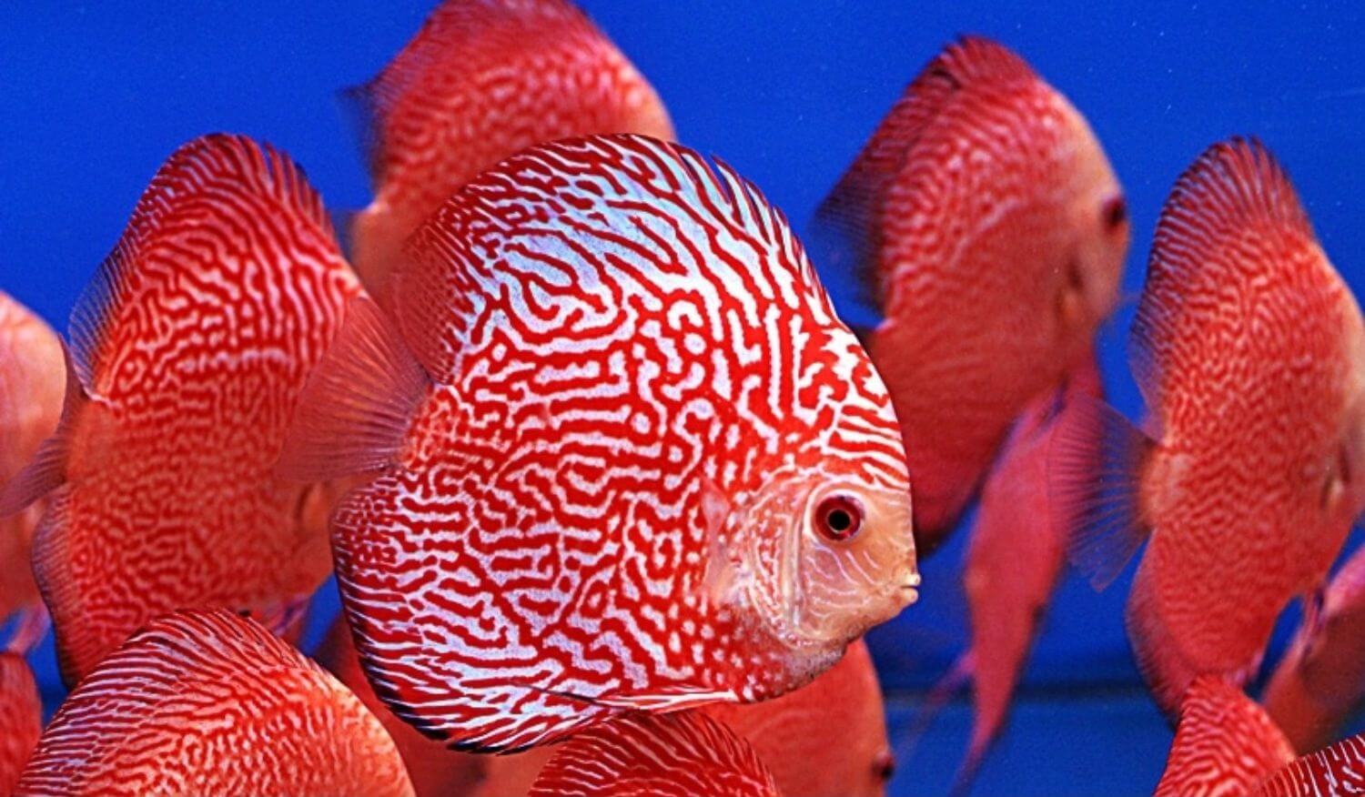 Read more about the article Cá Dĩa – Nữ Hoàng Sắc Màu Của Thế Giới Cá Cảnh