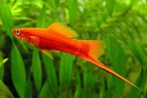 Read more about the article Cá Huyết Kiếm – Sắc Đỏ Quyến Rũ Cho Bể Cá Cảnh Sinh Động