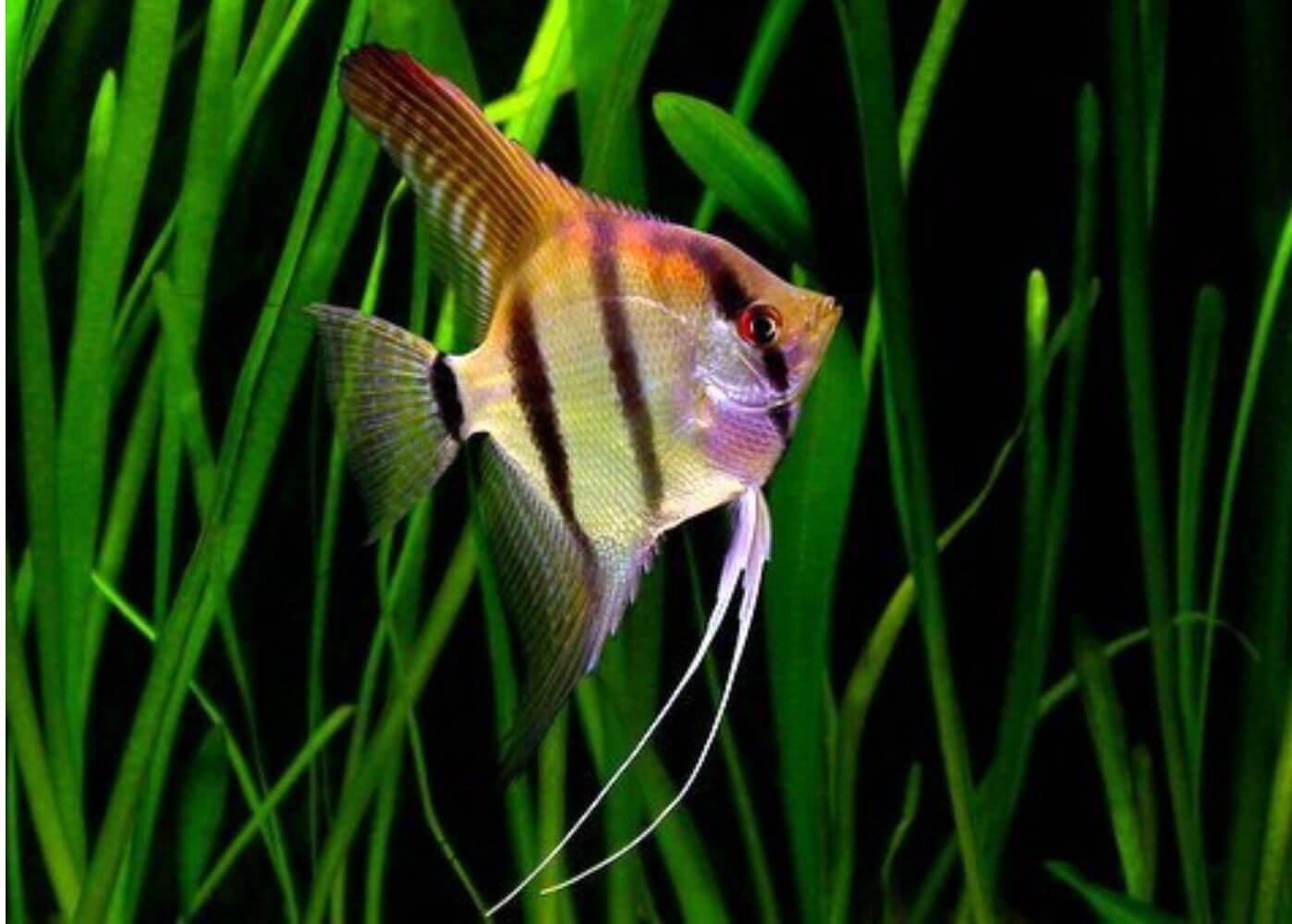 Read more about the article Cá Ông Tiên – Vẻ Đẹp Thần Tiên Trong Thế Giới Thủy Sinh