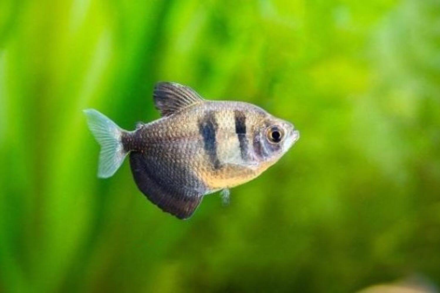 Đặc điểm Cá Cánh Buồm Đặc điểm Cá Cánh Buồm