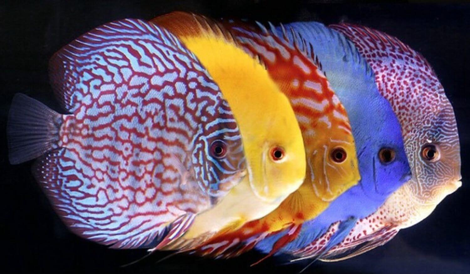 Đặc điểm Cá Dĩa