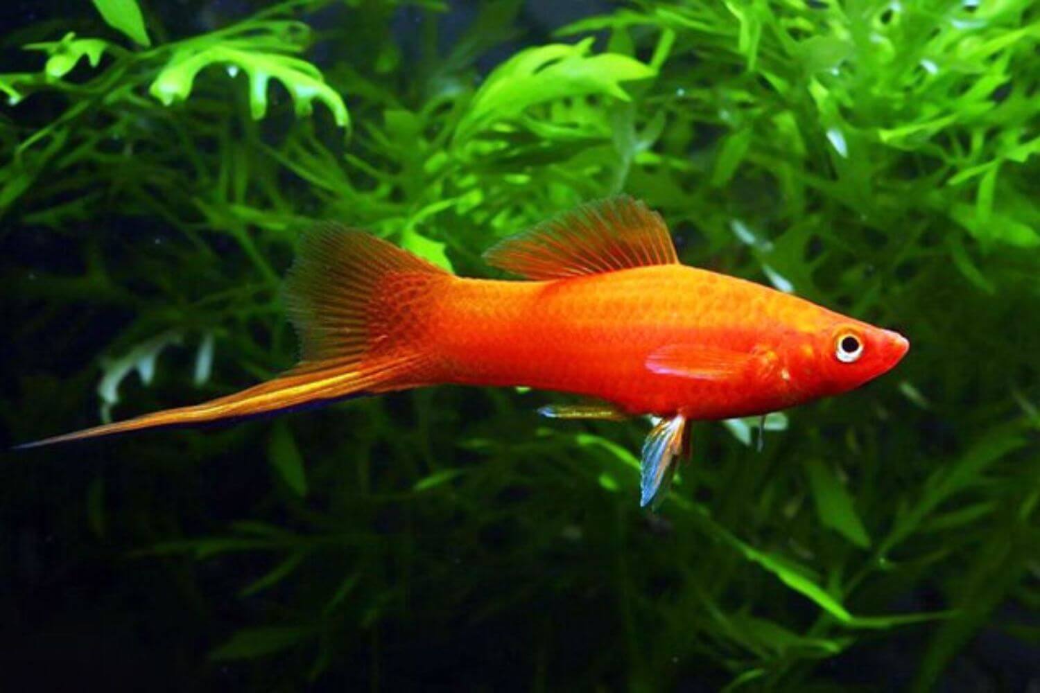 Đặc điểm Cá Huyết Kiếm Đặc điểm Cá Huyết Kiếm