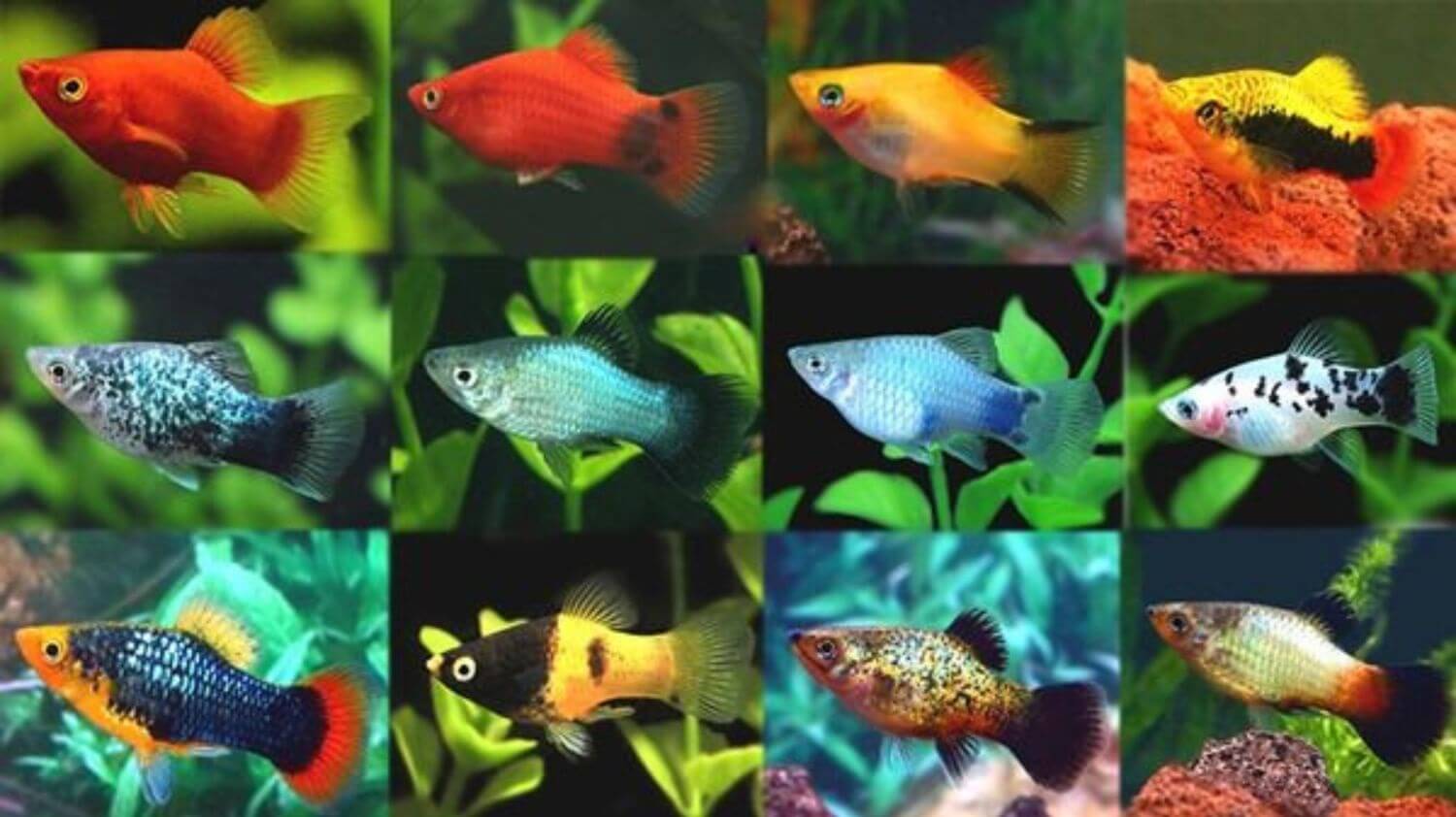 Đặc điểm Cá Mún Đặc điểm Cá Mún