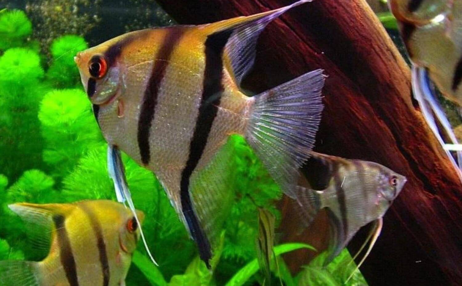 Đặc điểm Cá Ông Tiên Đặc điểm Cá Ông Tiên