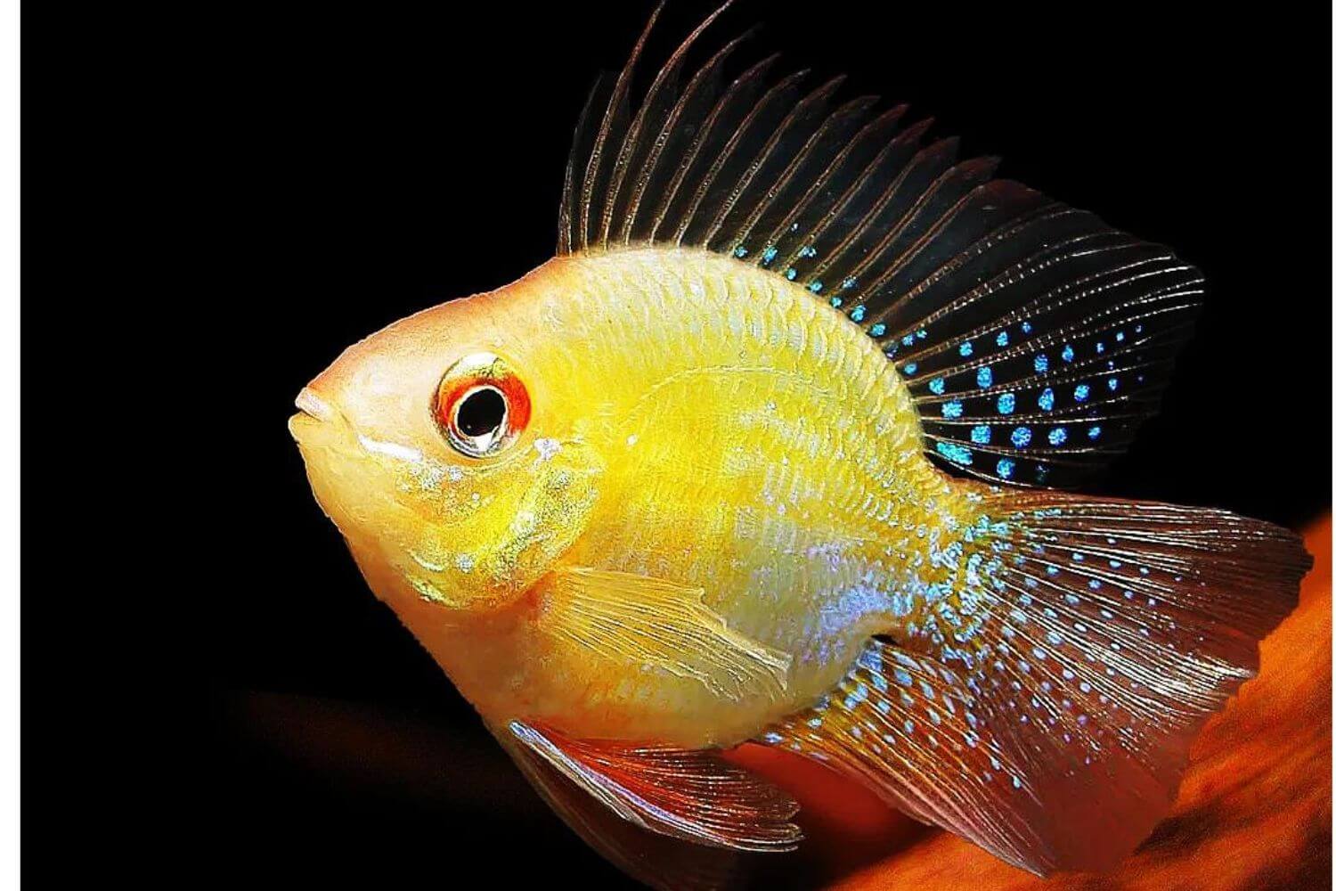 Đặc điểm Cá Phượng Hoàng Vàng