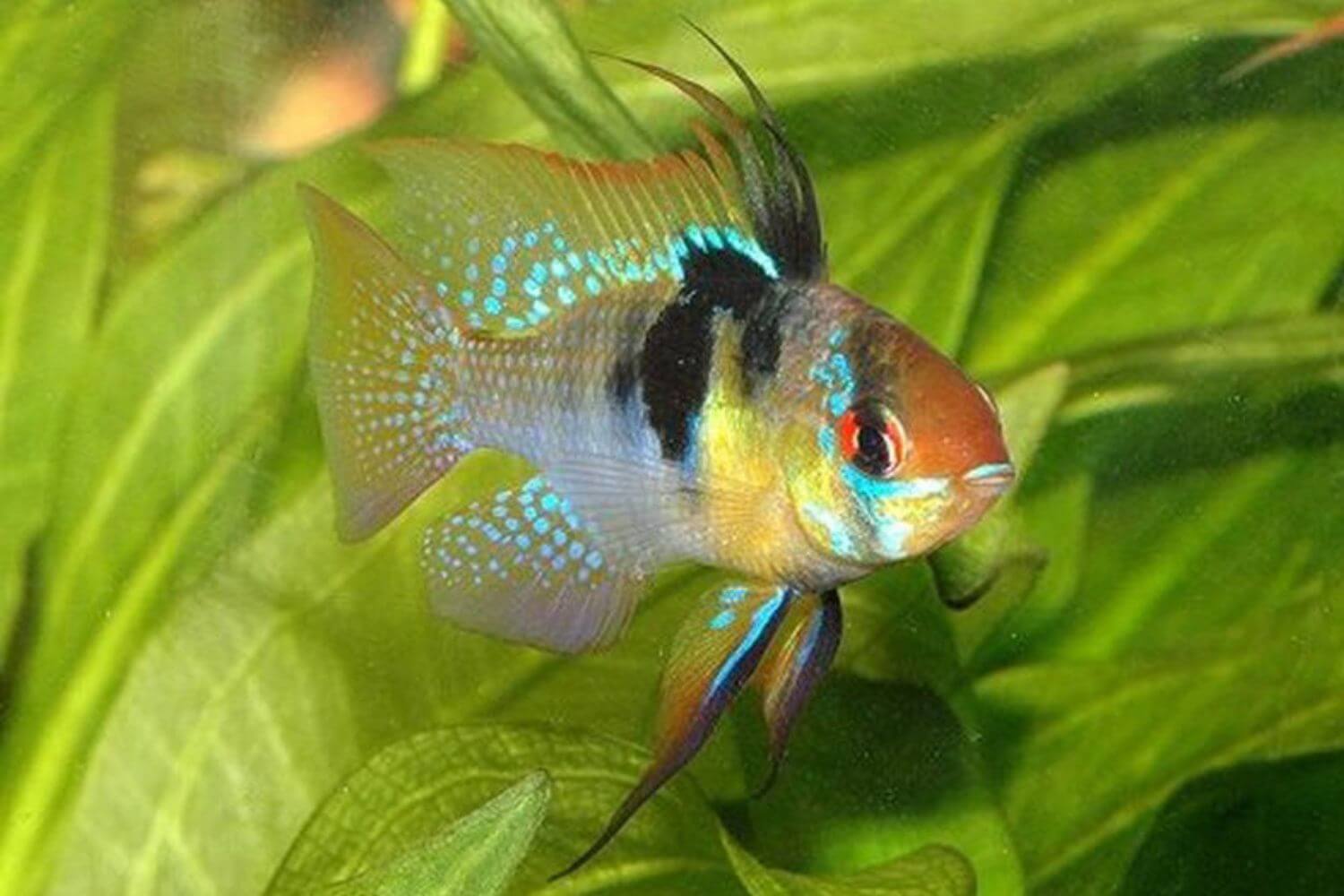 Đặc điểm Cá Phượng Hoàng Đặc điểm Cá Phượng Hoàng