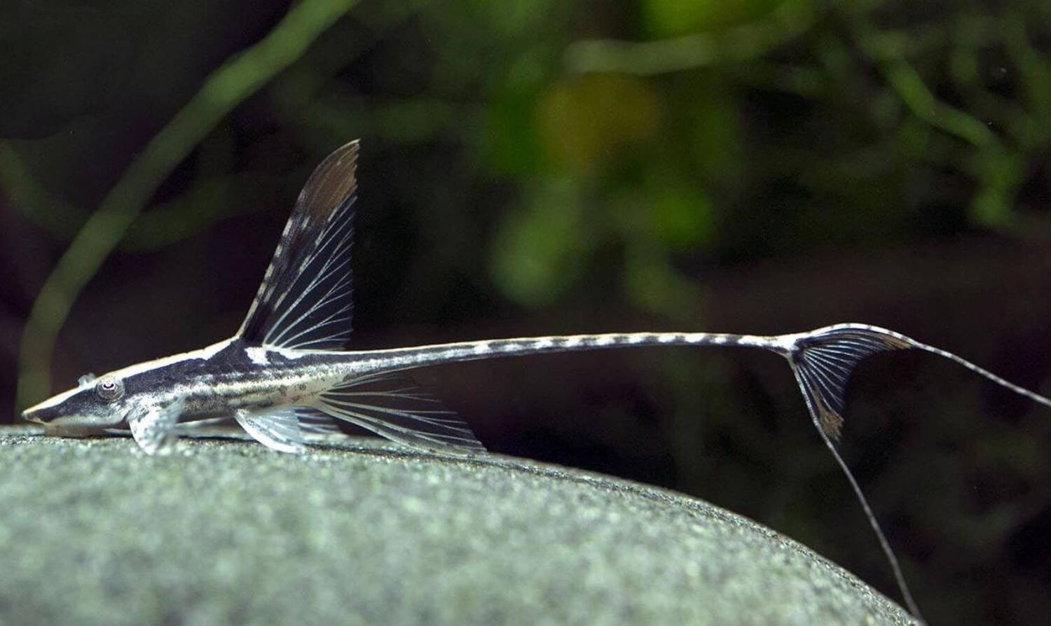 Đặc điểm Cá Trực Thăng Đen Đặc điểm Cá Trực Thăng Đen