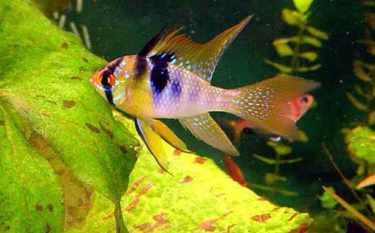 Điều kiện nuôi dưỡng cá Điều kiện nuôi dưỡng cá