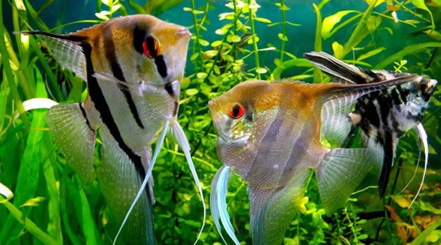 Điều Kiện Nuôi Ông Tiên Điều Kiện Nuôi Ông Tiên