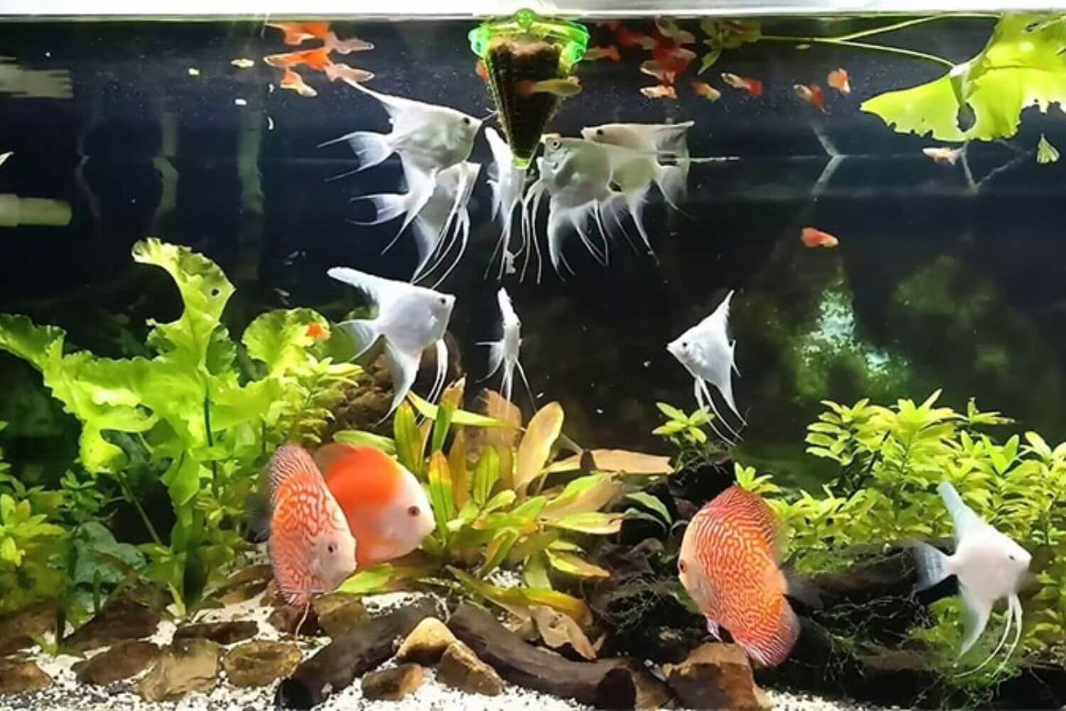 Dinh Dưỡng ông tiên Dinh Dưỡng ông tiên