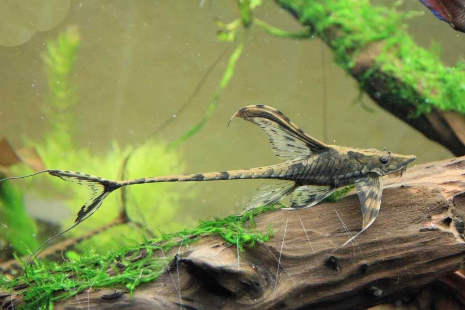 Nuôi Trực Thăng Đen Nuôi Trực Thăng Đen