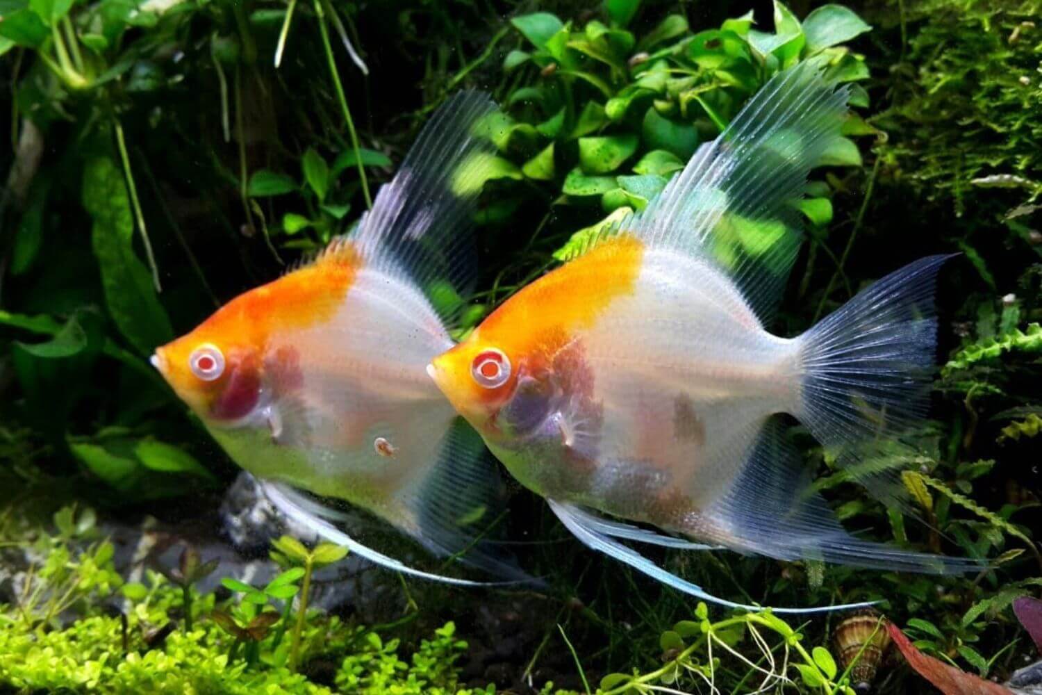 Sinh Sản Cá Ông Tiên Sinh Sản Cá Ông Tiên