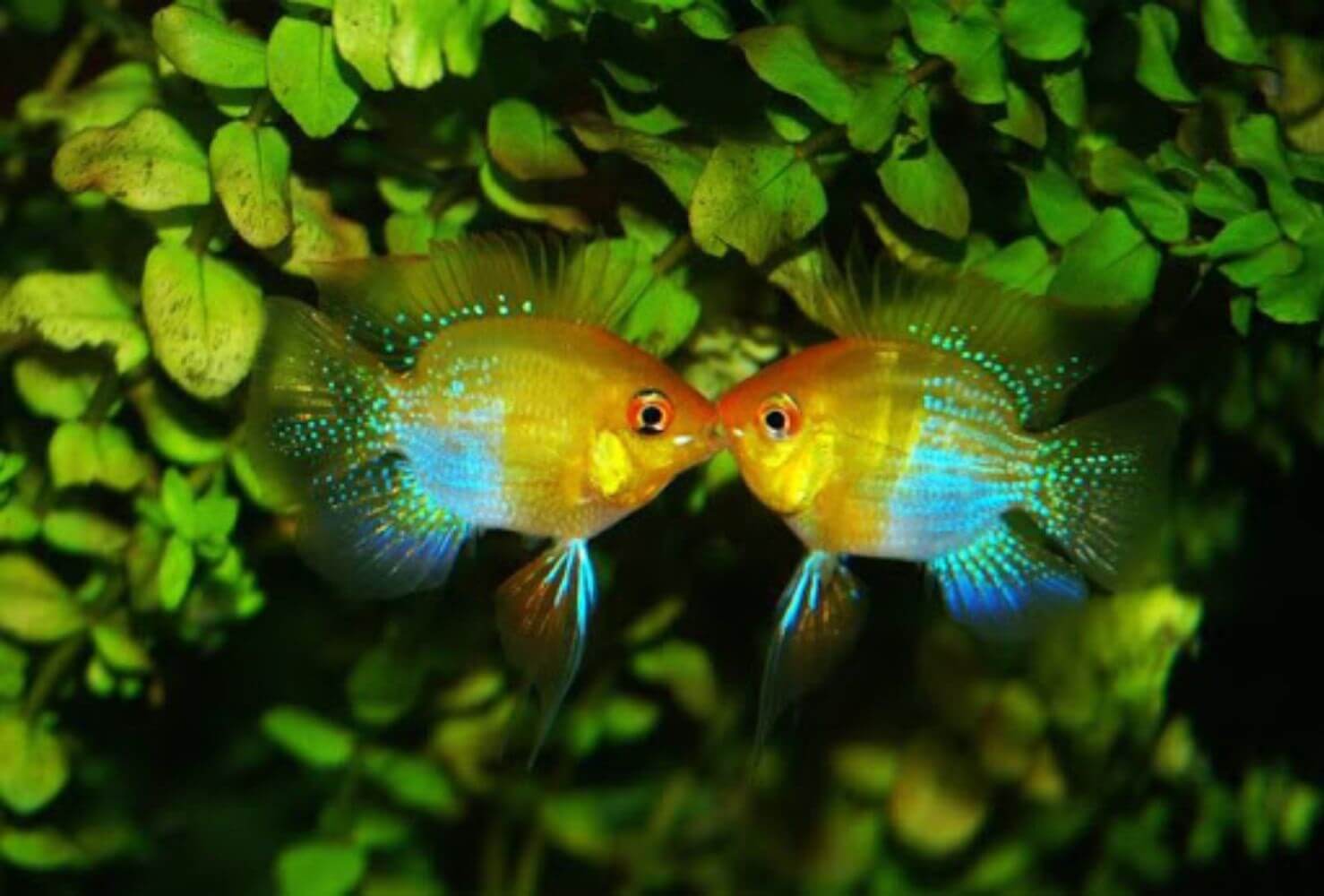 Sinh sản cá Phượng Hoàng Sinh sản cá Phượng Hoàng