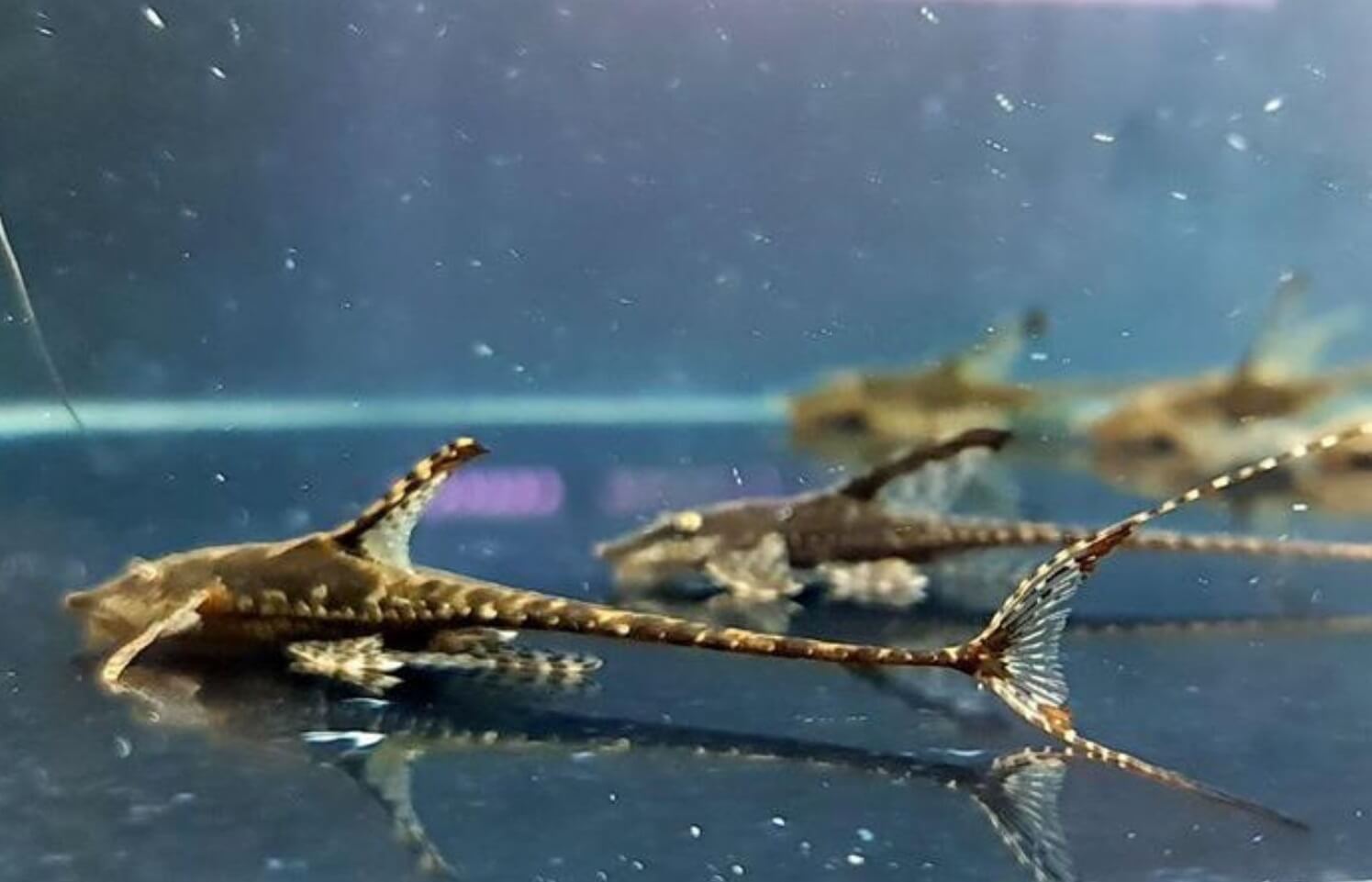 Sinh sản Trực Thăng Đen Sinh sản Trực Thăng Đen