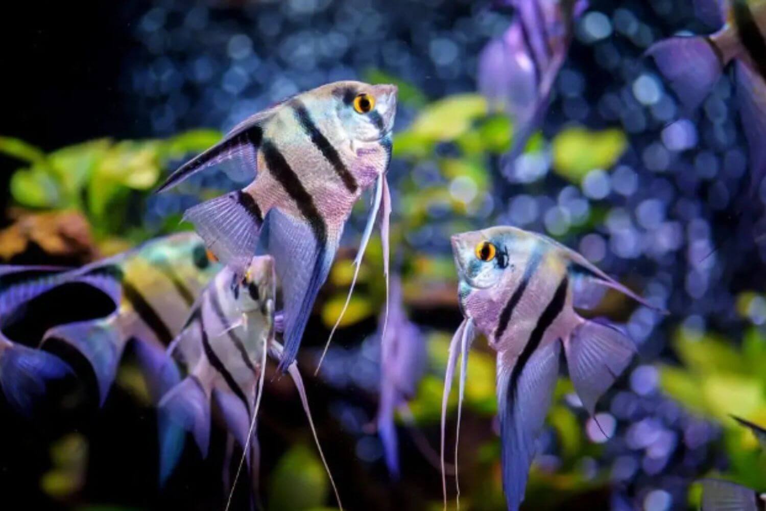 Vấn Đề Sức Khỏe Phổ Biến Vấn Đề Sức Khỏe Phổ Biến