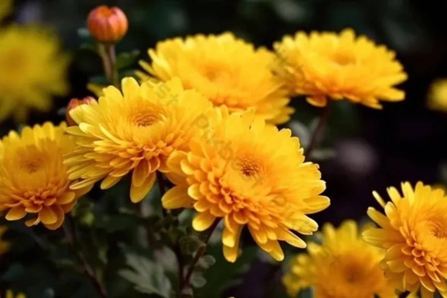 Hoa Cúc Vàng