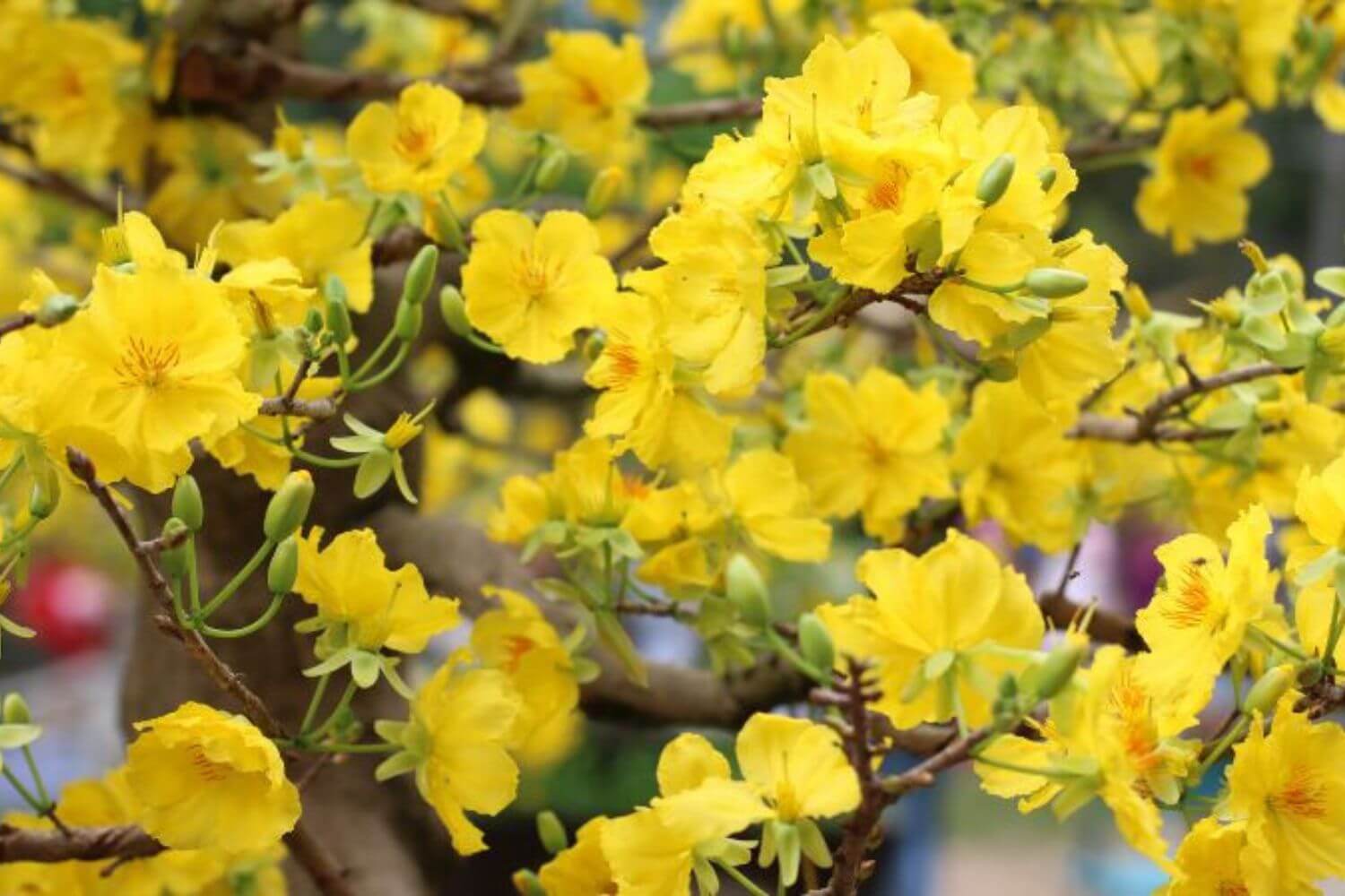 Hoa Mai Vàng