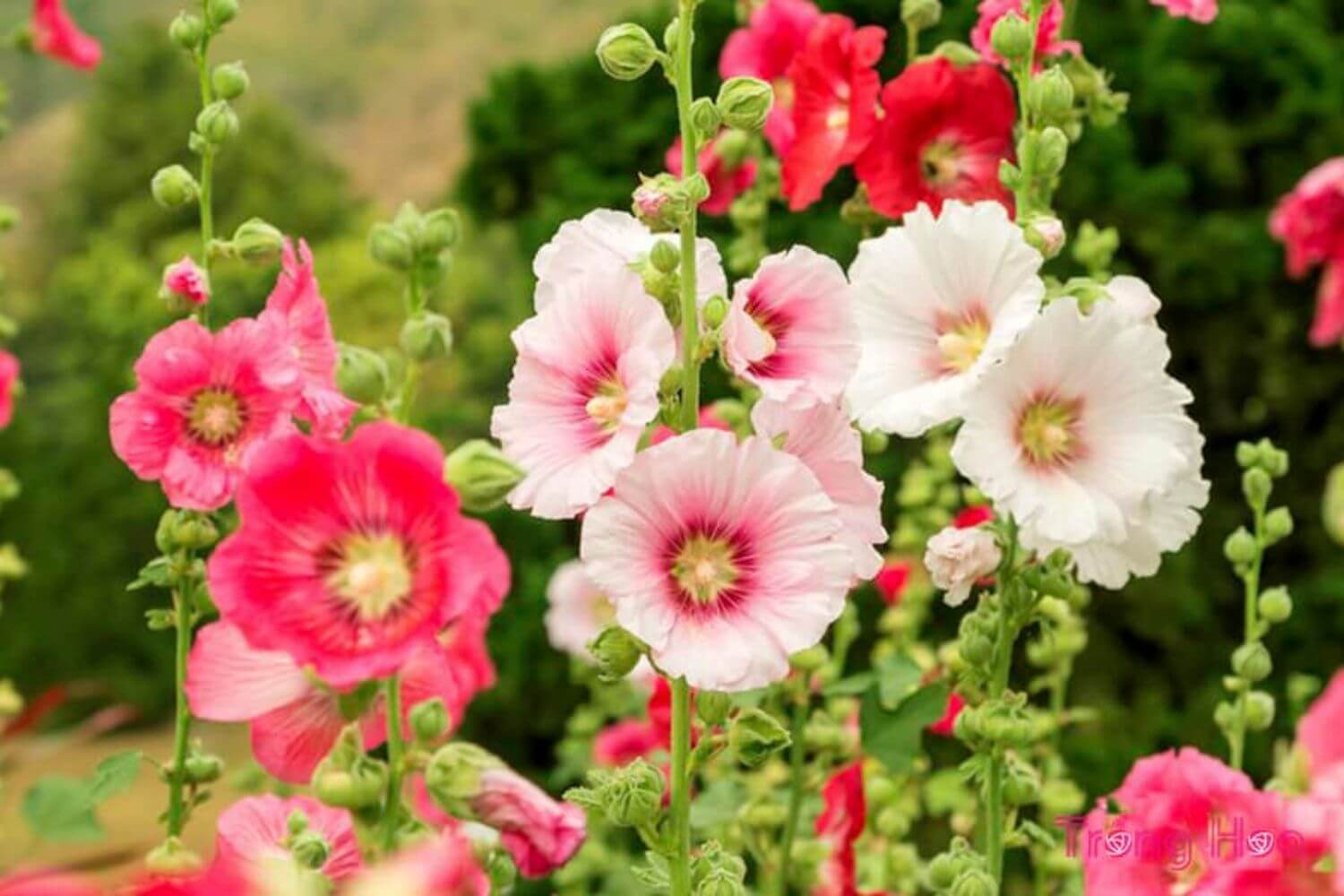 Hoa Mãn Đình Hồng