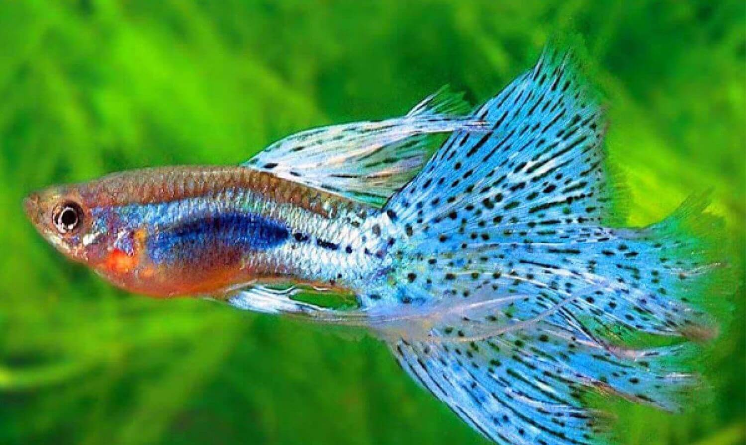 Cá Bảy Màu&nbsp;đẹp