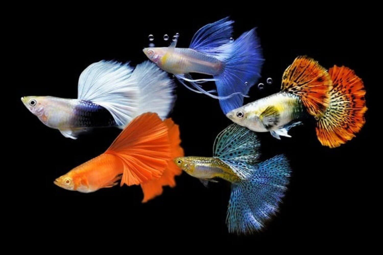 Cá Bảy Màu đẹp